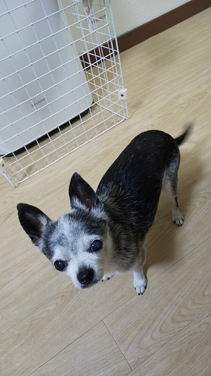 f:id:tomoko29:20200507140303j:plain f:id:tomoko29:20200507140303j:plain