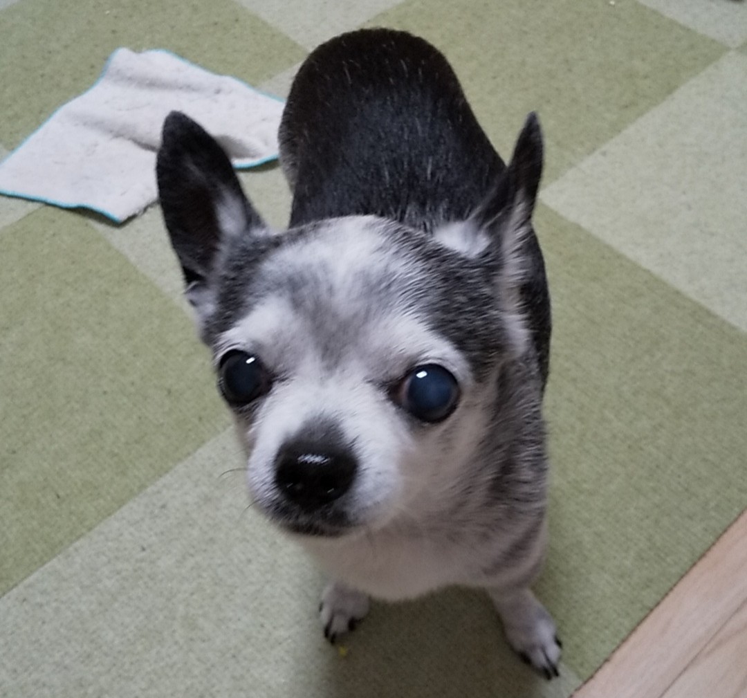 f:id:tomoko29:20200527143505j:plain f:id:tomoko29:20200527143505j:plain