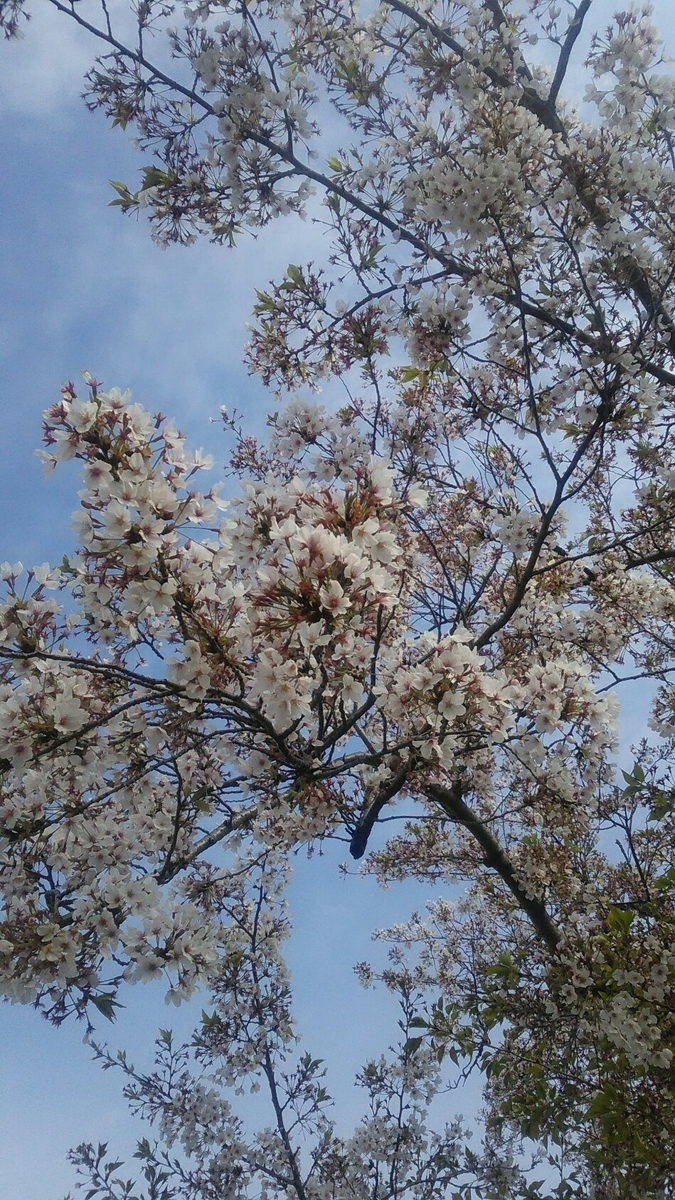 f:id:tomoko63:20200413202554j:plain f:id:tomoko63:20200413202554j:plain