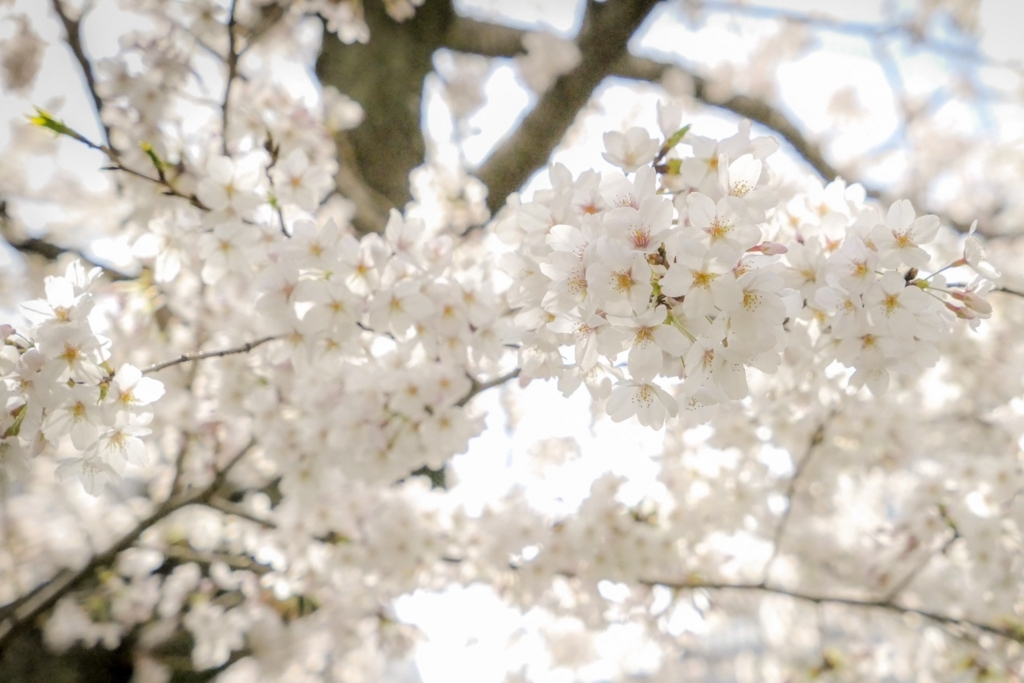 f:id:tomoko_mother:20180406203643j:plain f:id:tomoko_mother:20180406203643j:plain