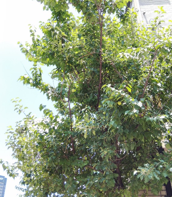 f:id:tomokobemajo:20210624173642j:image f:id:tomokobemajo:20210624173642j:image