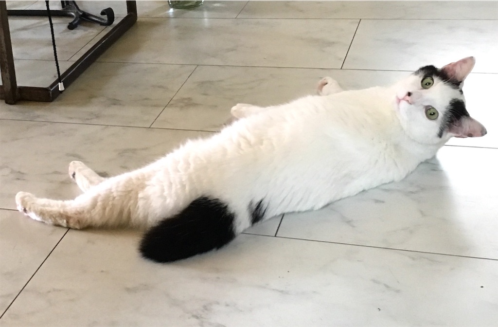 f:id:tomokoblog:20190725235530j:image