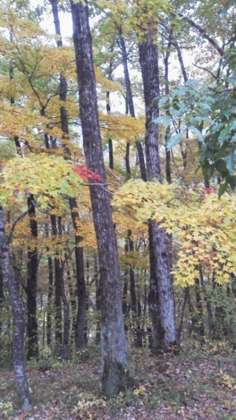 f:id:tomokogure:20111031123934j:image