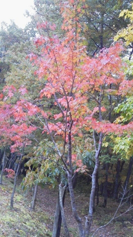 f:id:tomokogure:20111031123938j:image