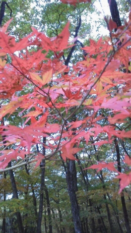 f:id:tomokogure:20111031123939j:image