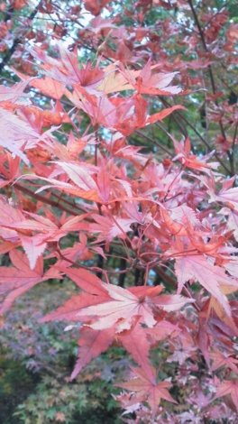 f:id:tomokogure:20111031123940j:image