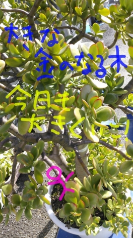 f:id:tomokogure:20121017102610j:image