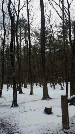 f:id:tomokogure:20160224092722j:image