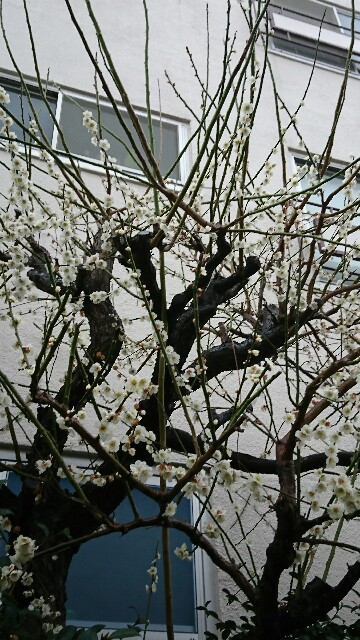 f:id:tomokogure:20190303084915j:image