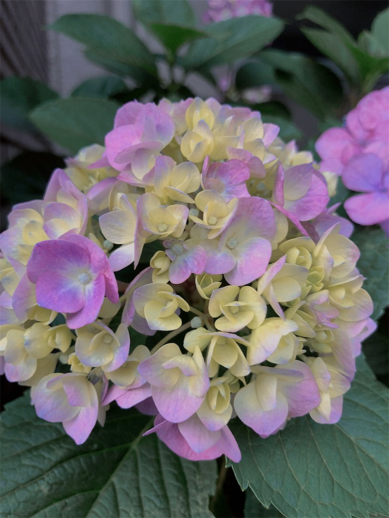 f:id:tomokogure:20220617223101j:image