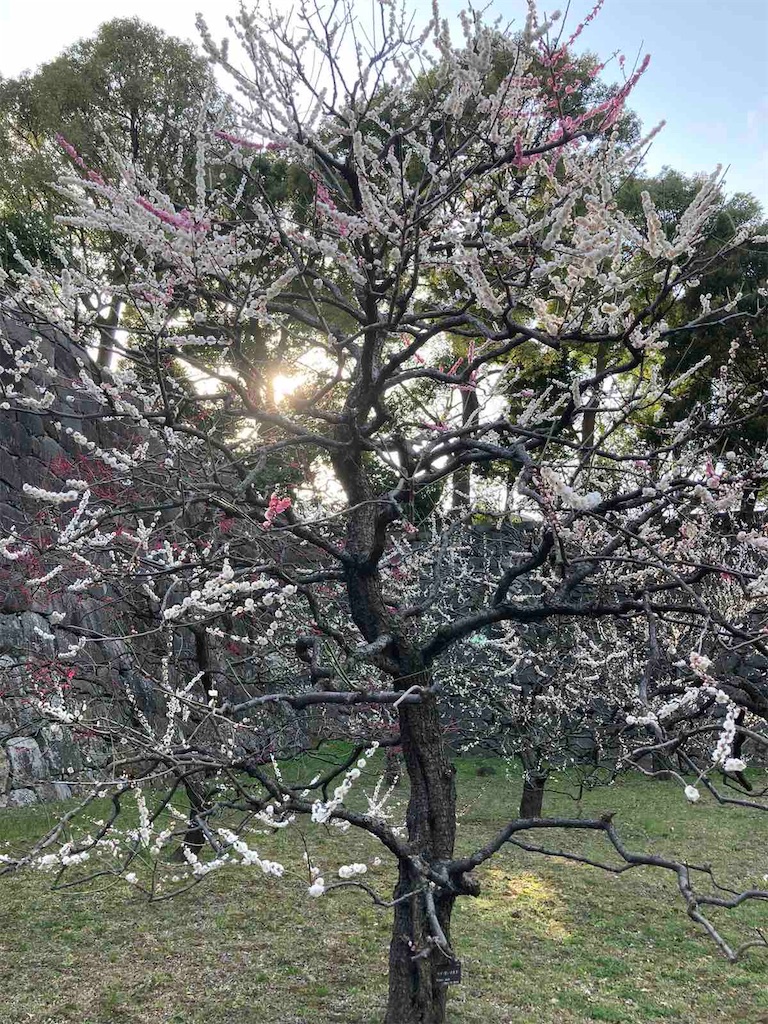 f:id:tomokogure:20230305231530j:image