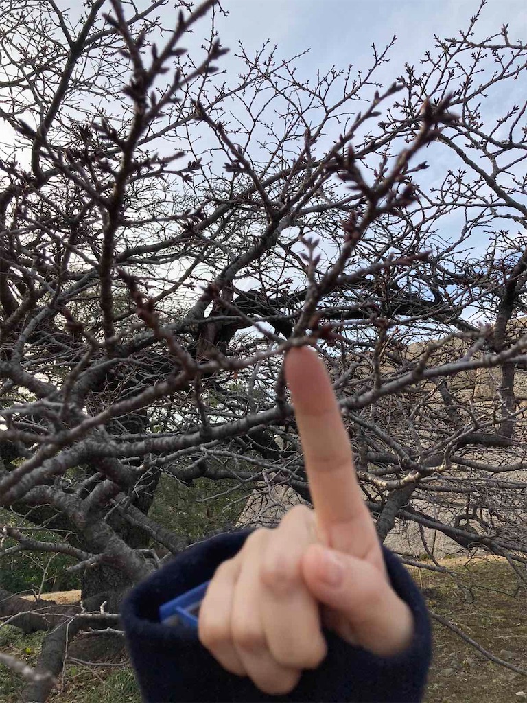 f:id:tomokogure:20230305231533j:image