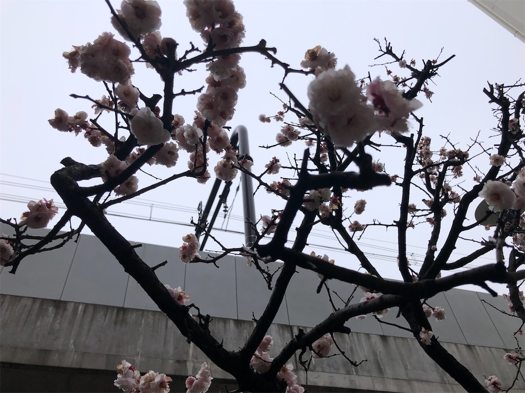 f:id:tomokogure:20250312104511j:image