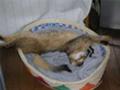 ねこ写真：050404ルナのスペシャル寝相1