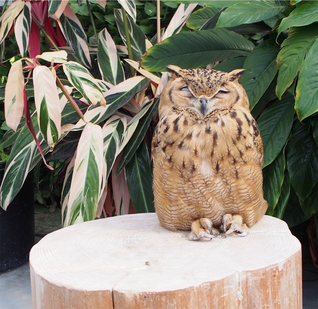 f:id:tomokotrip:20190317212029j:image f:id:tomokotrip:20190317212029j:image
