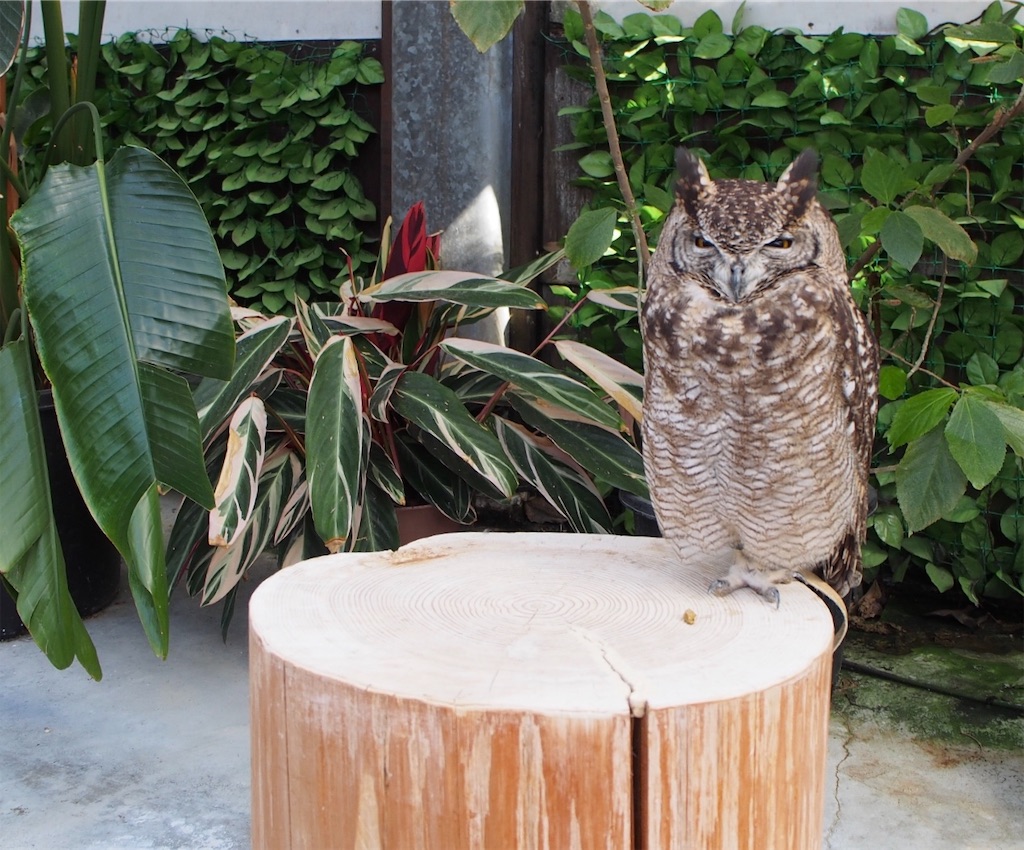 f:id:tomokotrip:20190318123424j:image f:id:tomokotrip:20190318123424j:image