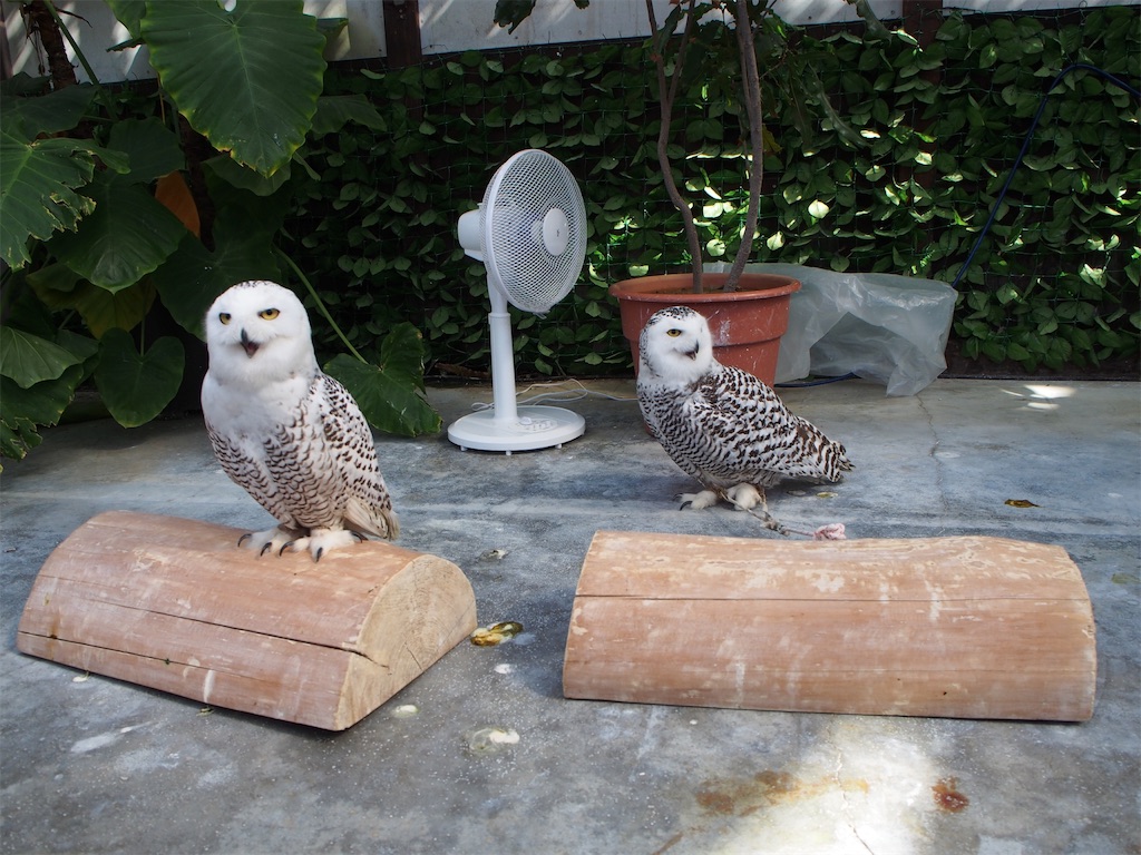 f:id:tomokotrip:20190318230845j:image f:id:tomokotrip:20190318230845j:image