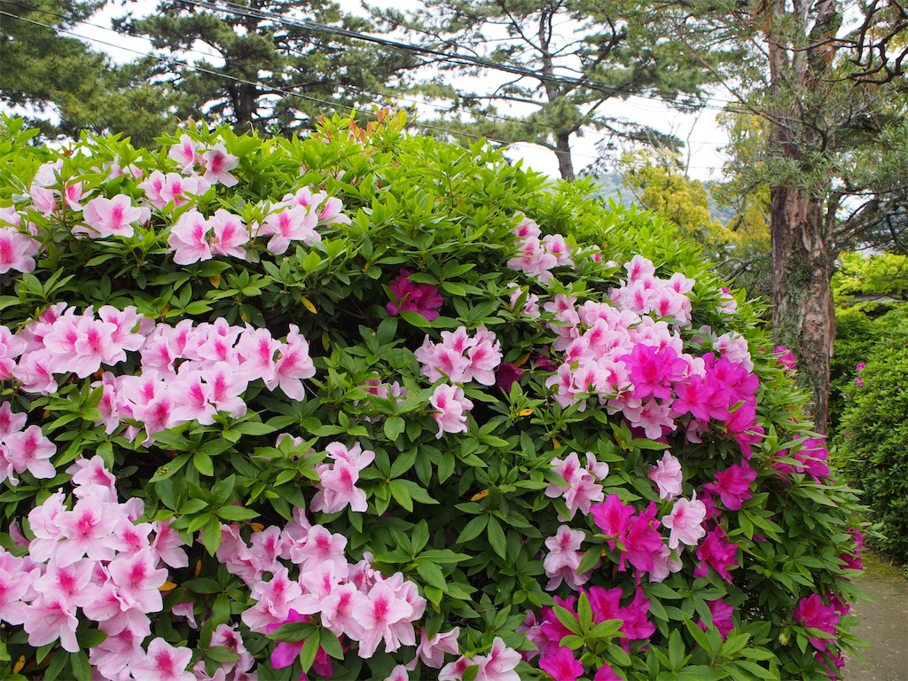f:id:tomokotrip:20190429214926j:image f:id:tomokotrip:20190429214926j:image