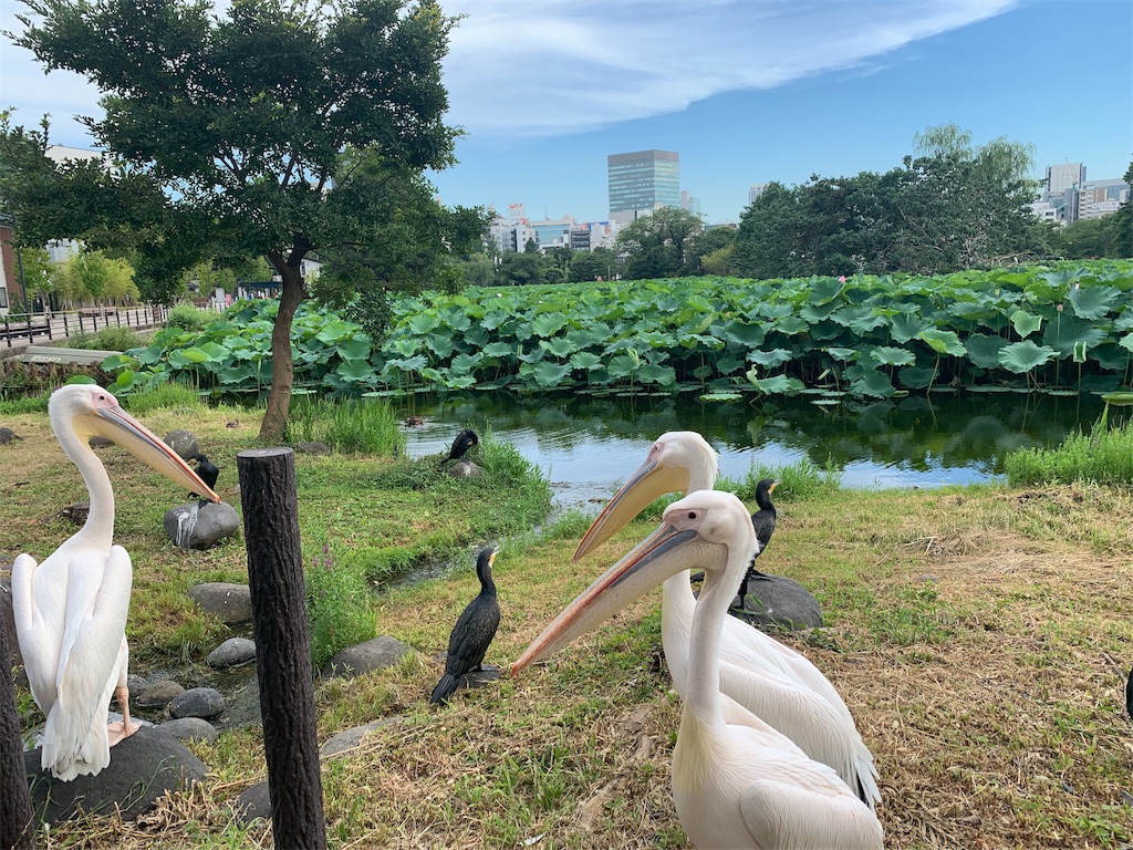 f:id:tomokotrip:20190810153018j:image f:id:tomokotrip:20190810153018j:image