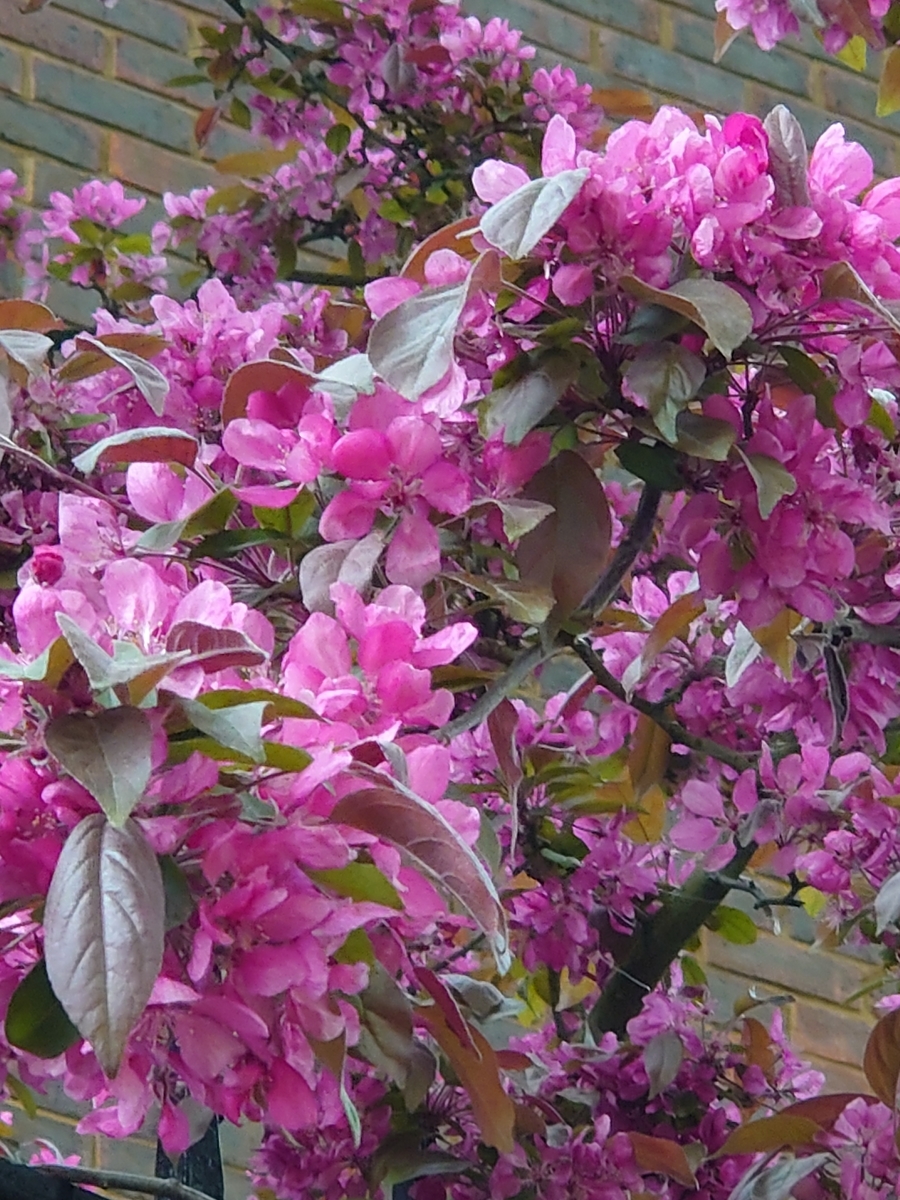f:id:tomokouu:20210503152735j:plain