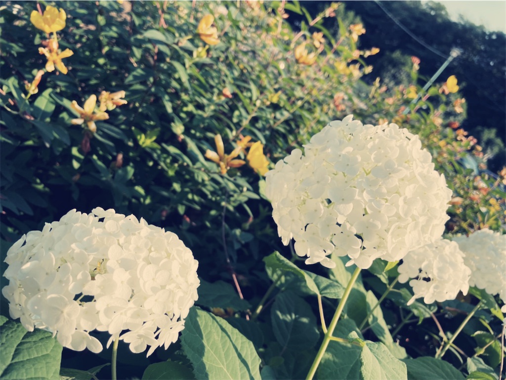 f:id:tomom-t:20210610081152j:image