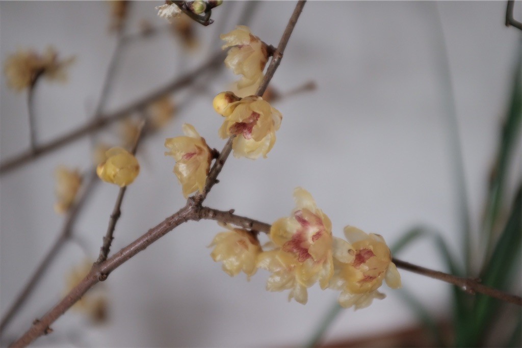 f:id:tomomii:20220104134611j:plain