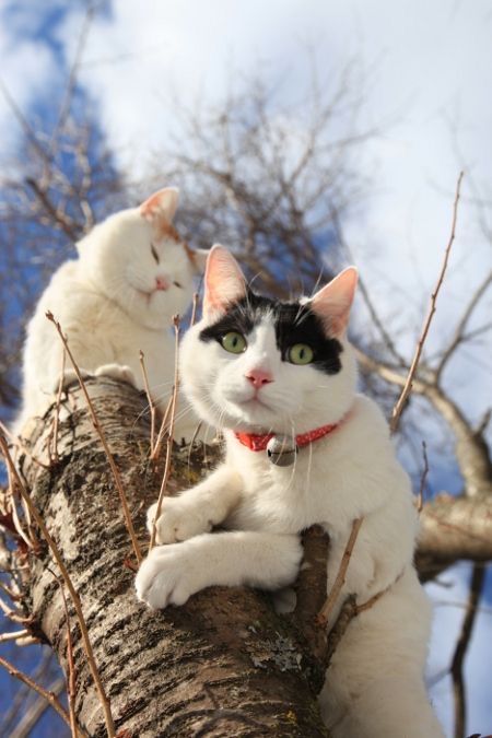 f:id:tomomikoshigaya:20220331203622j:plain