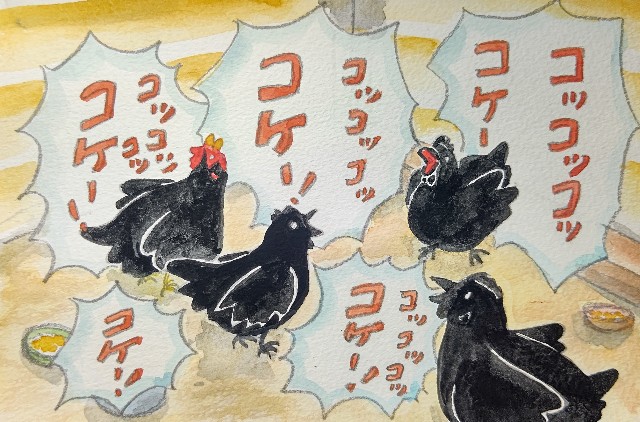 真黒チャボは超臆病 - ピヨピヨとぼく