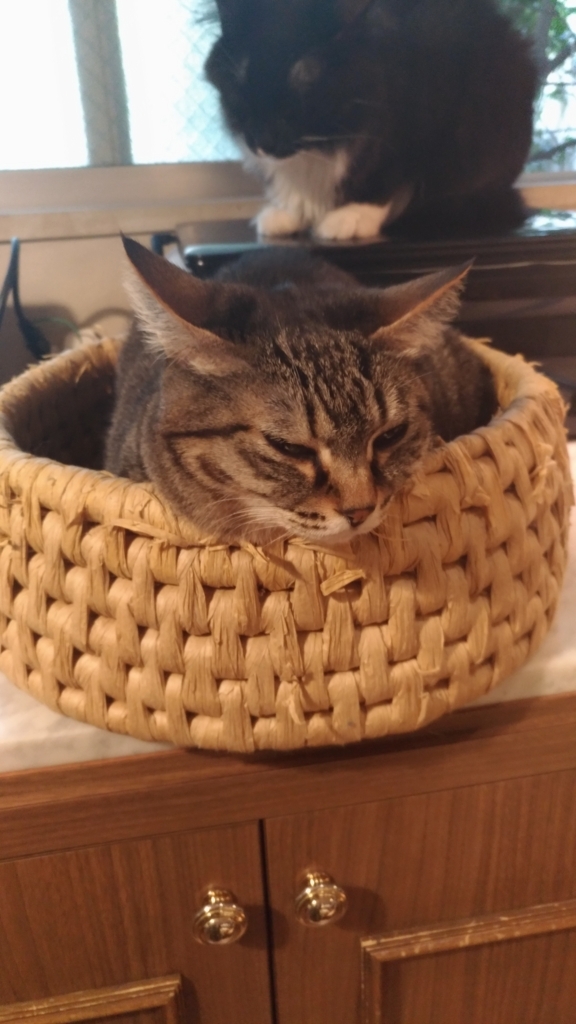 f:id:tomommy:20180421173208j:plain f:id:tomommy:20180421173208j:plain