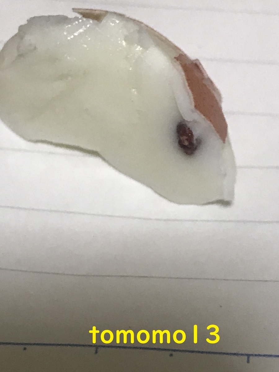 f:id:tomomo13:20210702005424j:plain