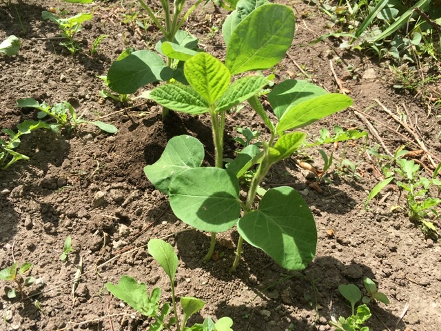 はじめての家庭菜園 枝豆の土寄せ ずぼらな私のカンタン ラクチン家庭菜園づくり