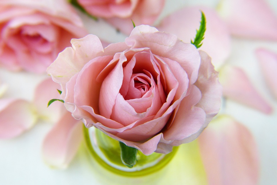 薔薇の花