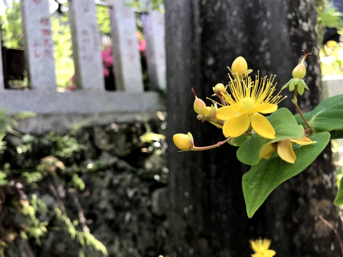 f:id:tomoquito:20200617220541j:plain f:id:tomoquito:20200617220541j:plain