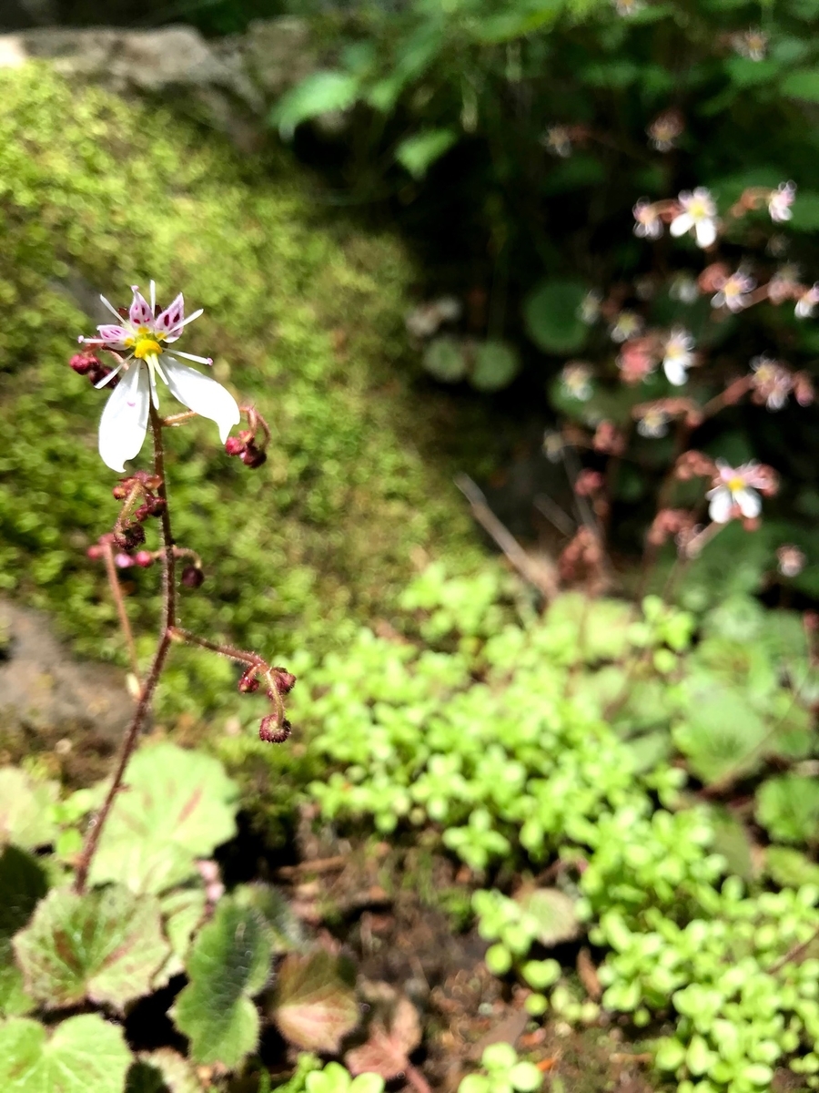 f:id:tomoquito:20200617221334j:plain f:id:tomoquito:20200617221334j:plain