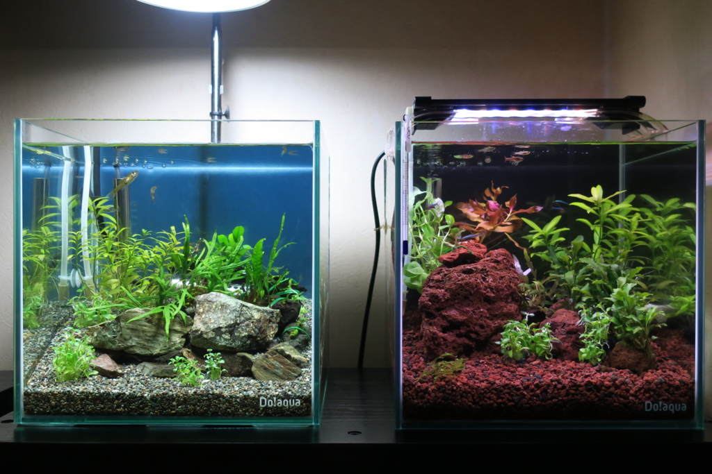 水草を追加 水草 アクア Blog