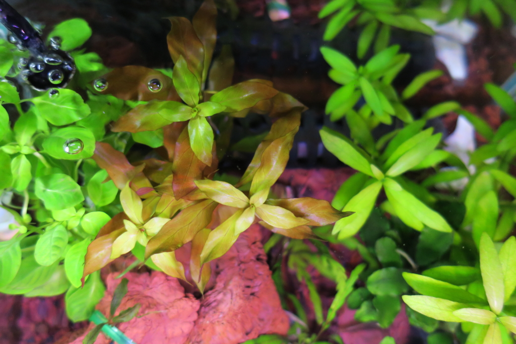f:id:tomorouAqua:20160916005423j:plain f:id:tomorouAqua:20160916005423j:plain