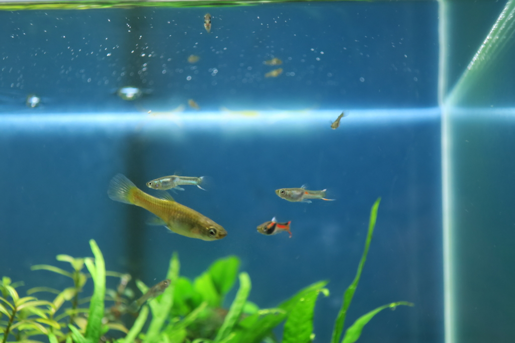 f:id:tomorouAqua:20160916005501j:plain f:id:tomorouAqua:20160916005501j:plain