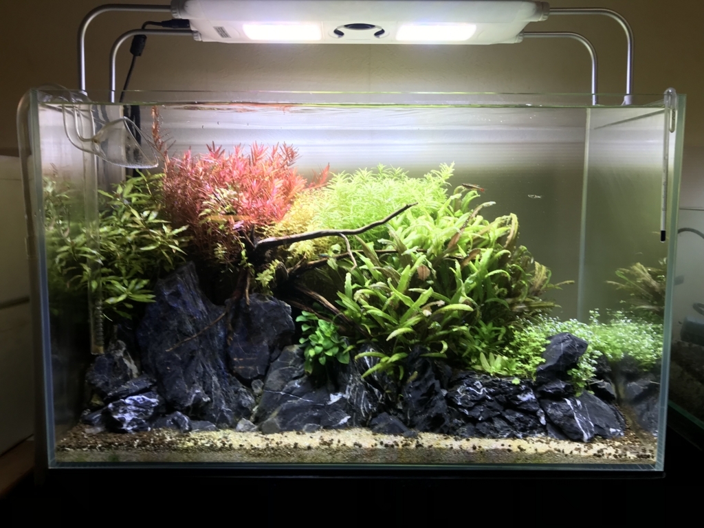 水草 アクア Blog