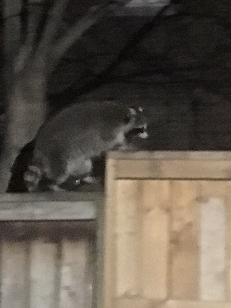 f:id:tomotaki-1129:20190120144519j:plain f:id:tomotaki-1129:20190120144519j:plain