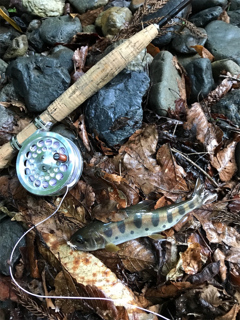 釣行記 奥多摩 渓流 フライフィッシング 17 06 石鯛釣りはじめました
