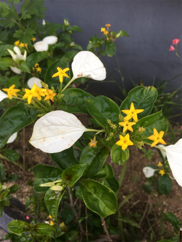f:id:tomoten15:20180527093218j:image f:id:tomoten15:20180527093218j:image