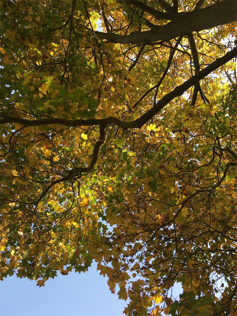 f:id:tomotomotrp:20171023035133j:image