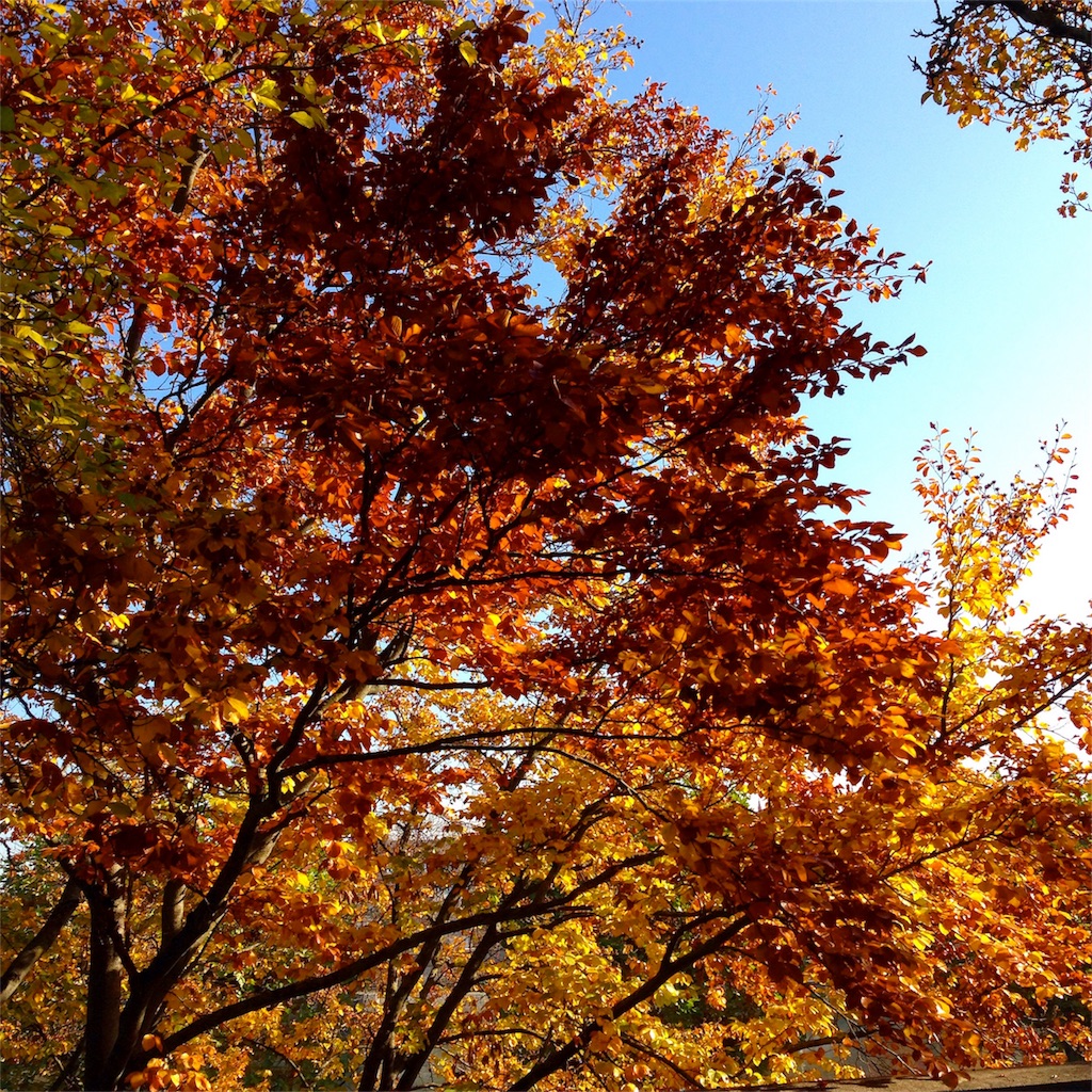 f:id:tomotomotrp:20171023035919j:image