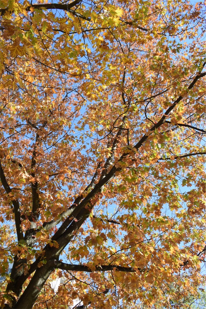 f:id:tomotomotrp:20181016013846j:plain f:id:tomotomotrp:20181016013846j:plain