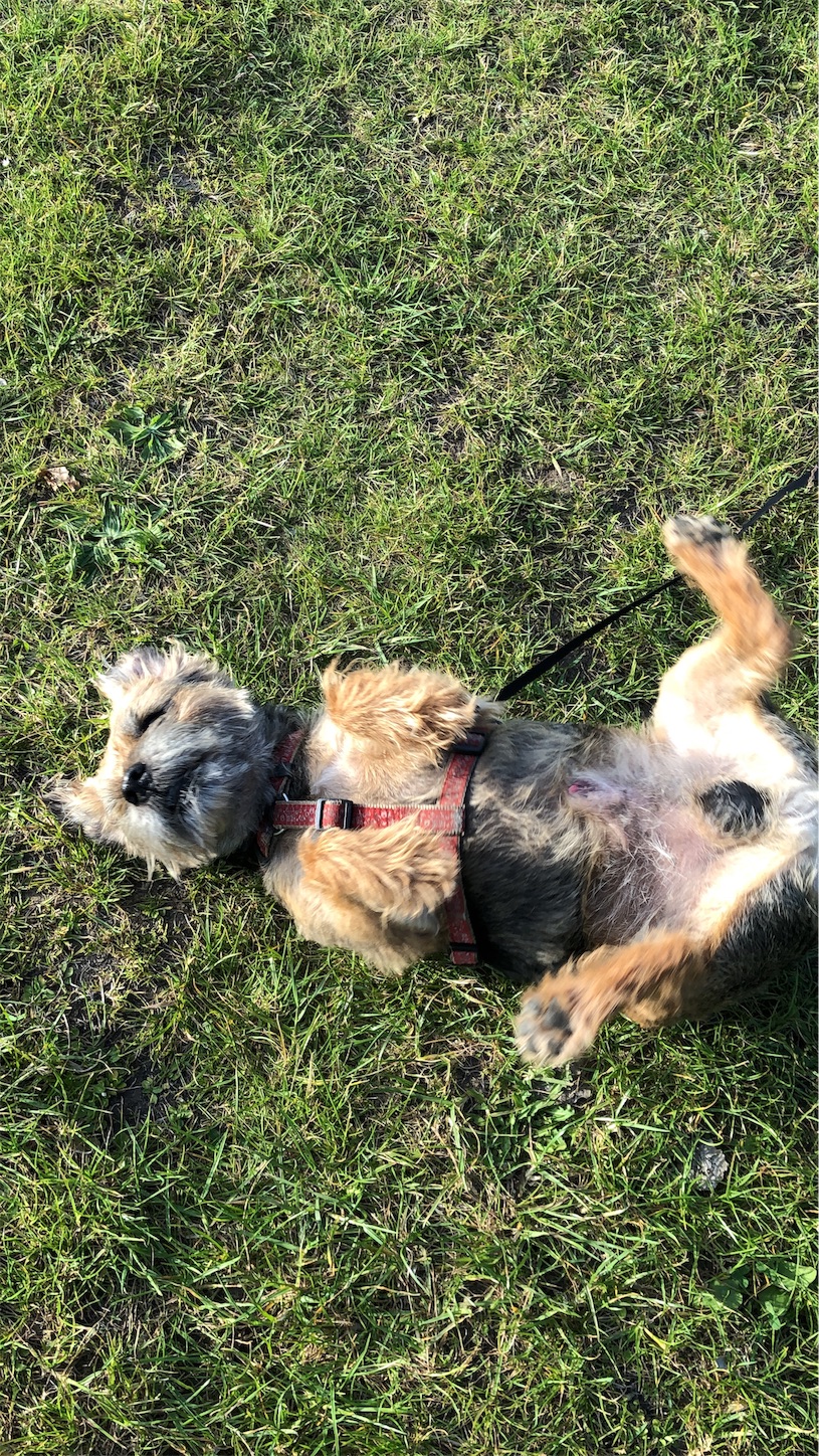 f:id:tomotomotrp:20190620195541j:image