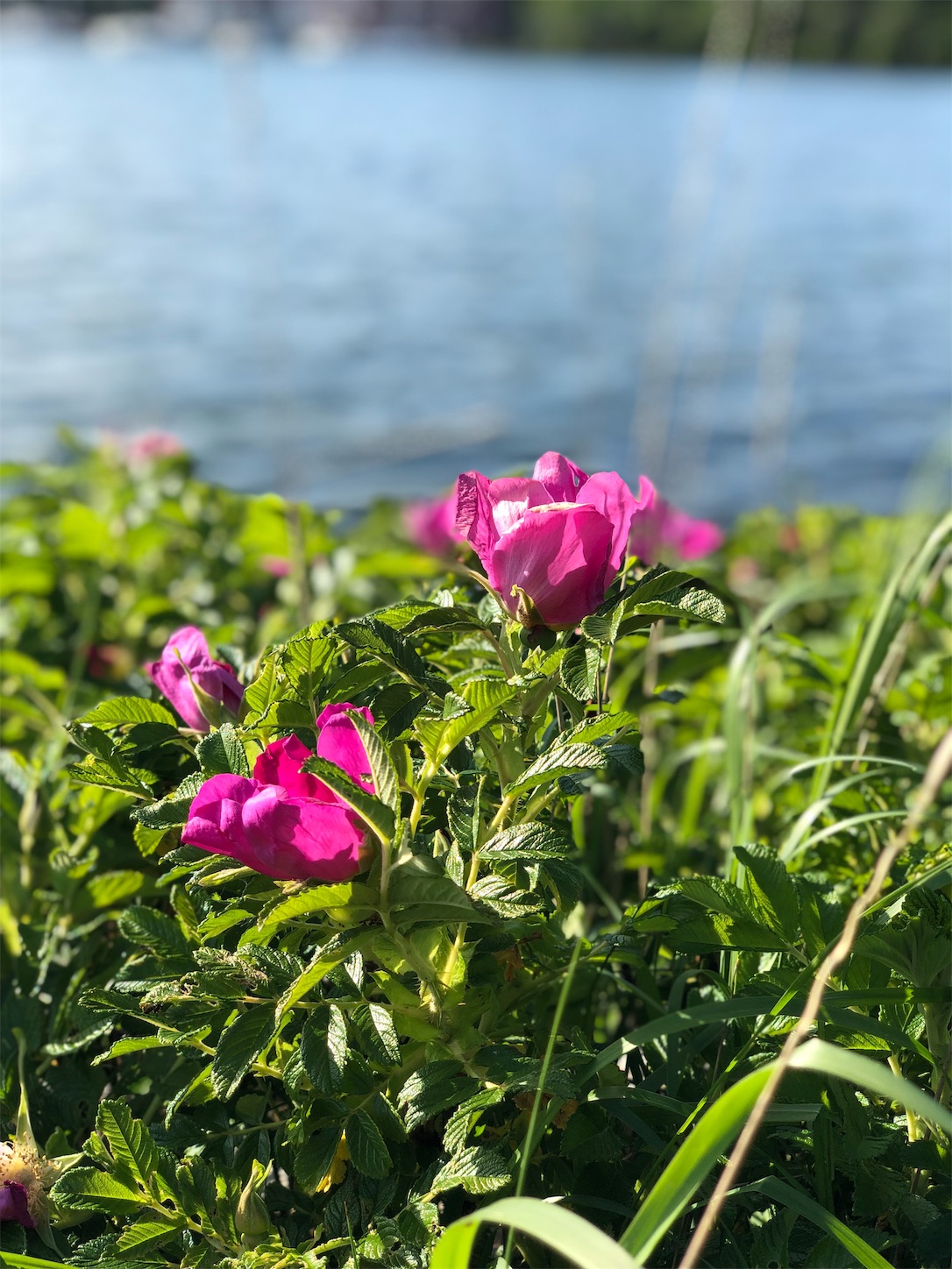 f:id:tomotomotrp:20190620195626j:image