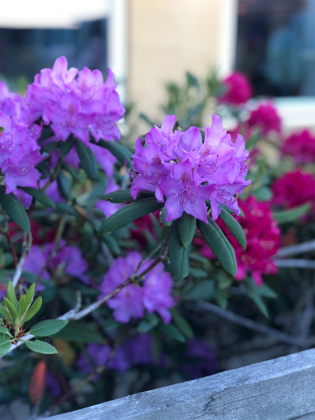 f:id:tomotomotrp:20190620195751j:image