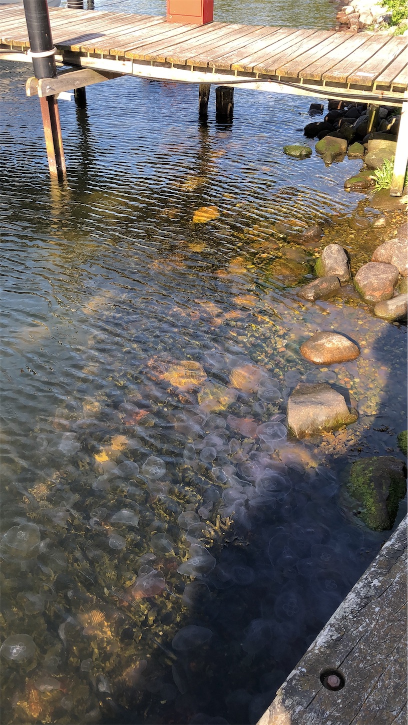 f:id:tomotomotrp:20190620195850j:image