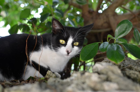 f:id:tomotsaan:20151213122922j:image