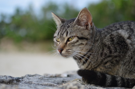 f:id:tomotsaan:20151213171935j:image